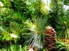 Picture of Mixed Noble Wreath 72", Classic White (M8)