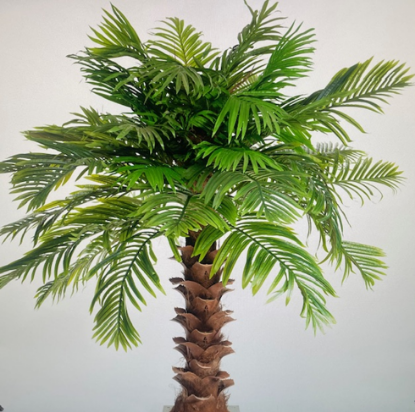 Picture of 7' Areca Palm Tree