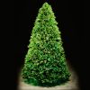 Slender Noble 10 foot artificial Christmas tree, spotlit and lighted on black background with wooden floor.