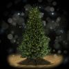 Full Swiss Pine 7.5 foot artificial Christmas tree, spotlit and lighted on black background with wooden floor.