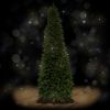 Slender Fraser Pine 12 foot artificial Christmas tree, spotlit and lighted on black background with wooden floor.