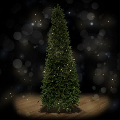 Slender Fraser Pine 12 foot artificial Christmas tree, spotlit and lighted on black background with wooden floor.