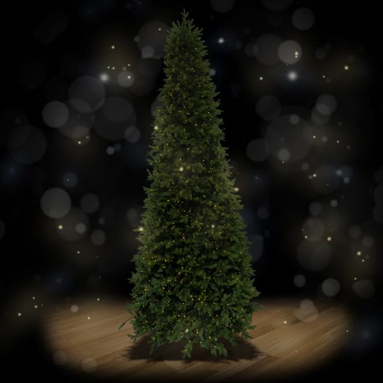 Slender Fraser Pine 12 foot artificial Christmas tree, spotlit and lighted on black background with wooden floor.