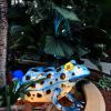 Picture of Lantern Arrow Frog