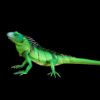 Lantern Iguana displayed unlit on black background