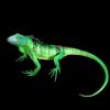Lantern Iguana displayed unlit on black background