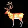 Picture of Lantern Buck