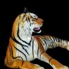 Lantern Tiger displayed on black background