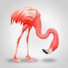 Picture of Lantern Flamingo