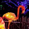 Picture of Lantern Flamingo