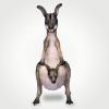 Lantern Twilight Kangaroo with baby