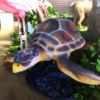 Lantern Sea Turtle