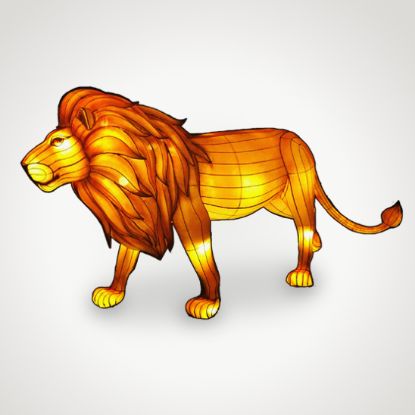 Lantern Lion, Male