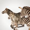 Lantern Zebra