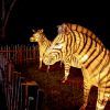 Lantern Zebra