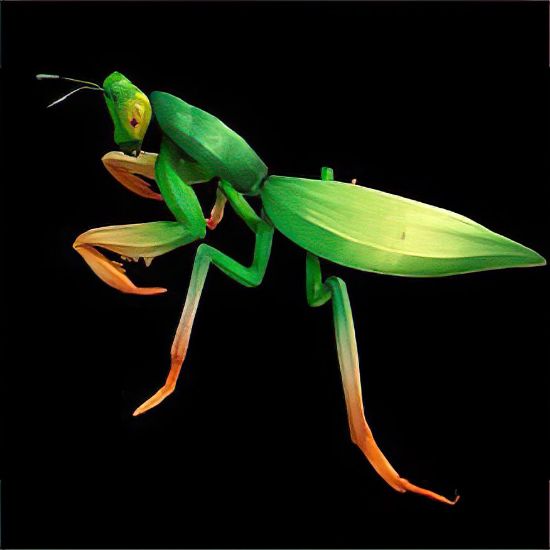 Lantern Praying Mantis