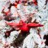Picture of Red Cardinal Ornament — Wings Flat, Head Up
