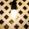 Picture of Edison Bulb LED Sun Warm White - Pack of 25