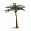 Picture of 13' Palm Tree