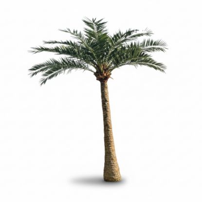 Picture of 13' Palm Tree