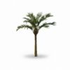 Picture of 10' Palm Tree