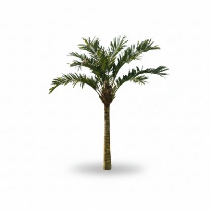 Picture of 10' Palm Tree