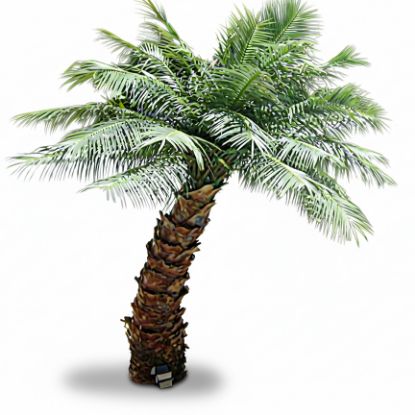 Picture of 7' Areca Palm Tree